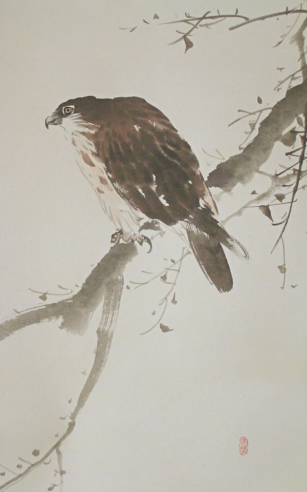Hawk on a Branch