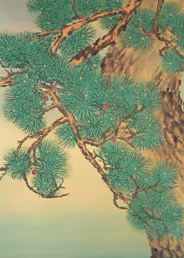 Matsu Tree (Japanese Pine Tree)