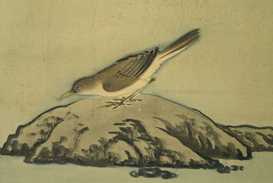 Bird on a Rock
