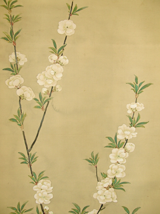 Ume Flowers