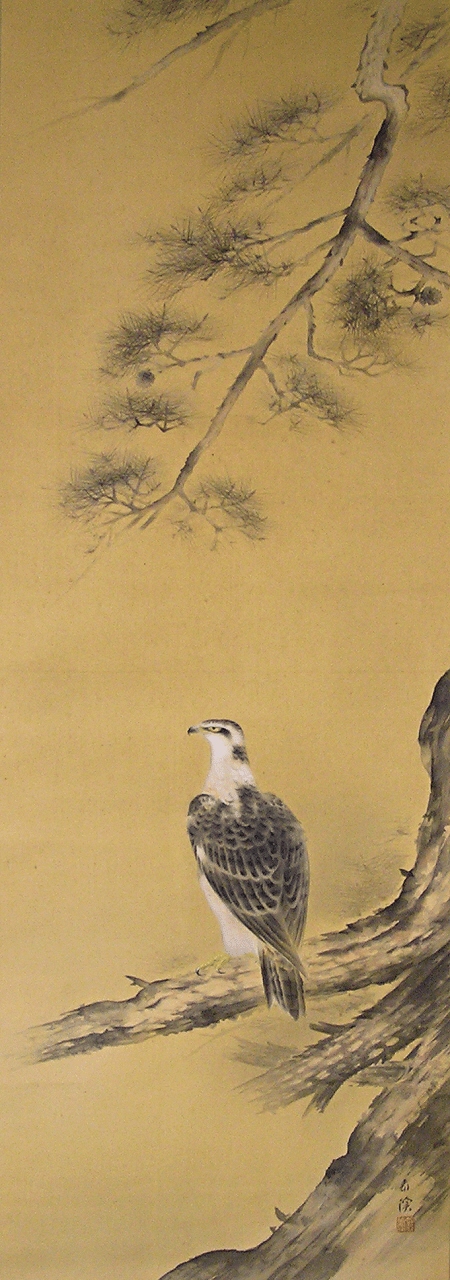 Hawk on Matsu Tree