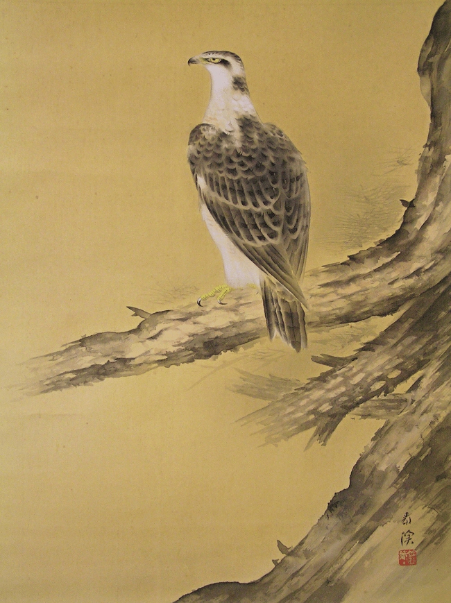 Hawk
