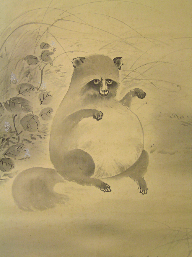 Raccoon Dog ( Tanuki )