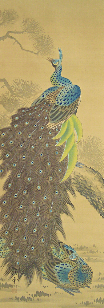 Peacock Family
