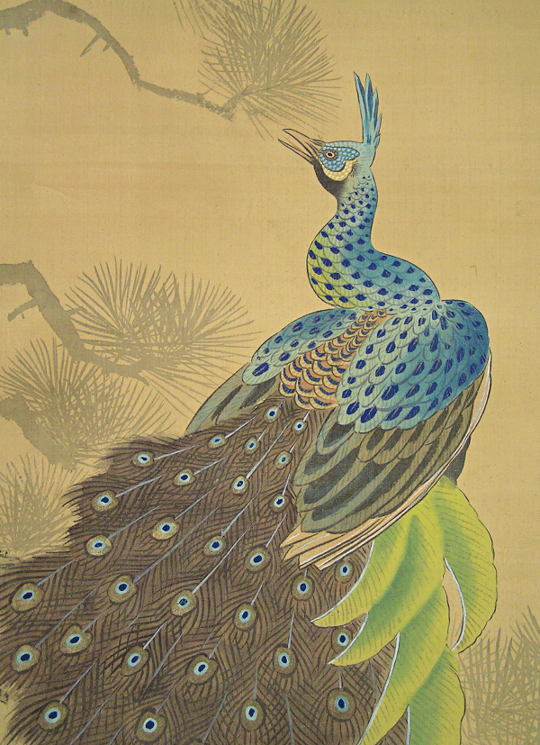 Kujaku bird