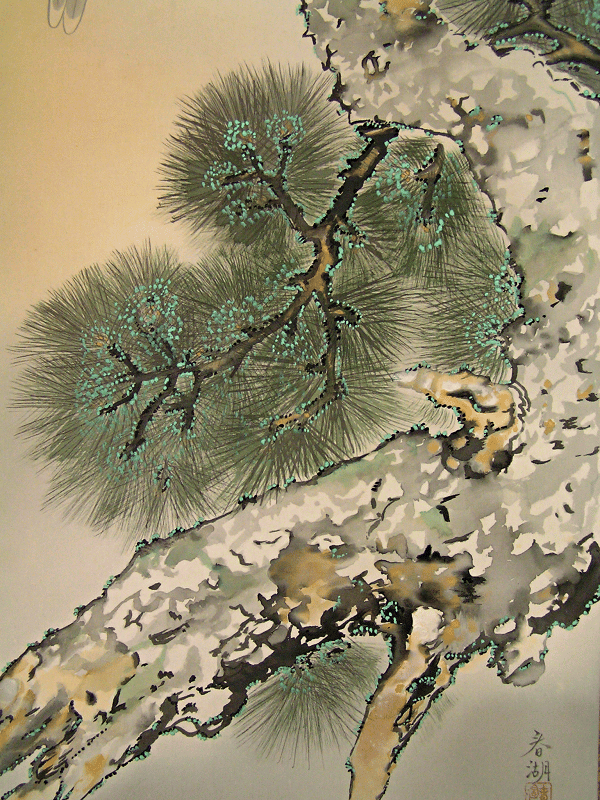Matsu Tree (Japanese Pine Tree)