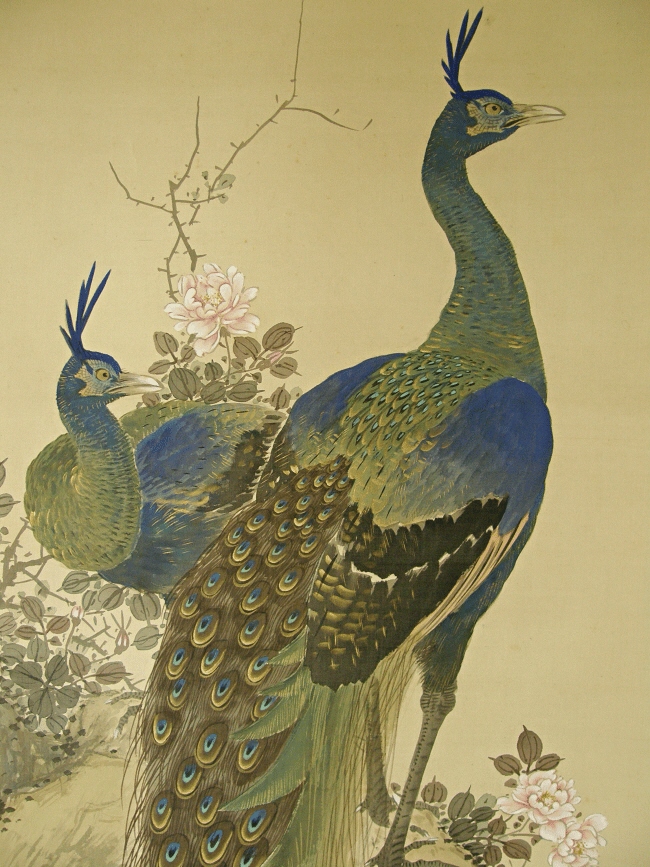 Peacock Family