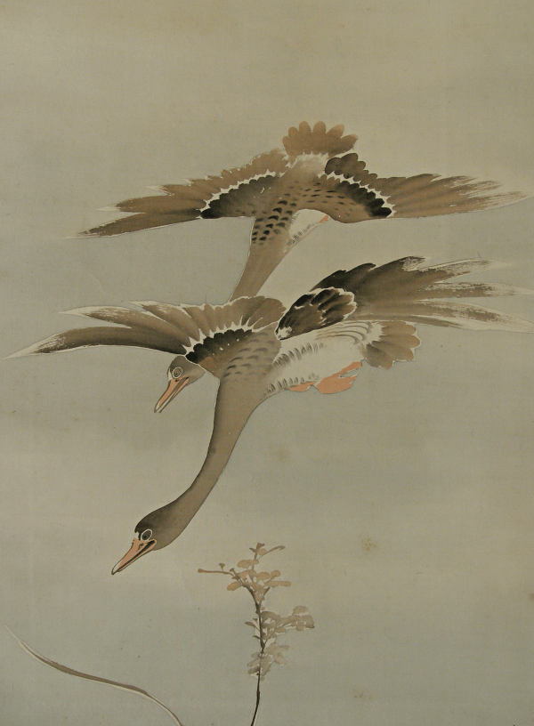 Wild Goose