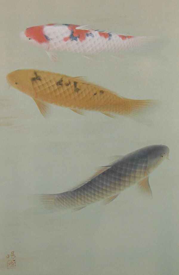 Swimming Koi Fish