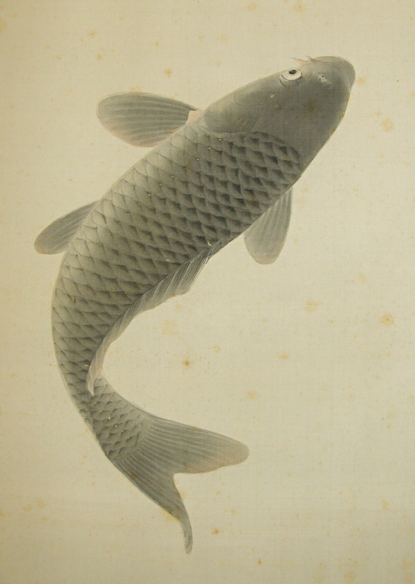 Koi Fish