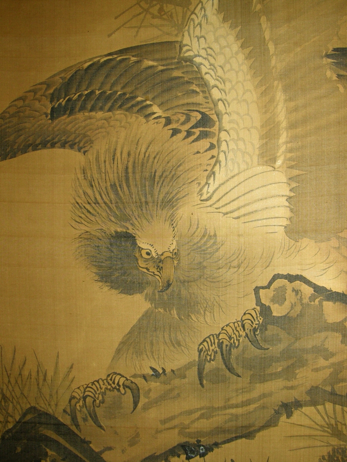 Hawk Bird
