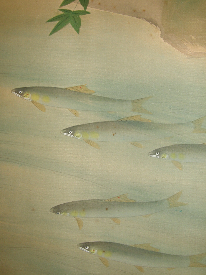 School of Ayu fish (Sweetfish)